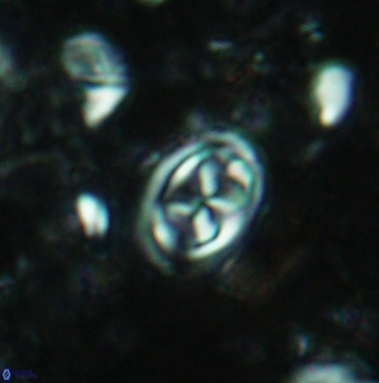 Aktasia disgregatus 5736