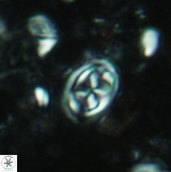 Aktasia disgregatus 5736