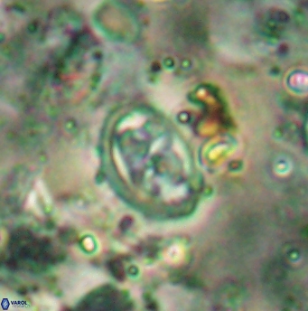 Aktasia disgregatus 5738