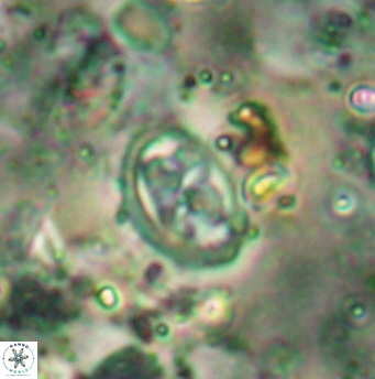 Aktasia disgregatus 5738