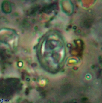 Aktasia disgregatus 5739