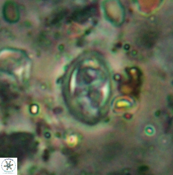 Aktasia disgregatus 5739
