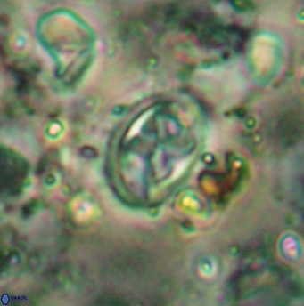 Aktasia disgregatus 5740