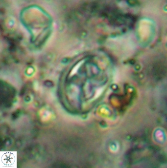 Aktasia disgregatus 5740