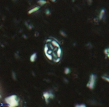 Aktasia exarthromenos 2256