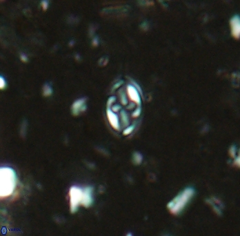 Aktasia exarthromenos 2259