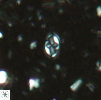 Aktasia exarthromenos 2259