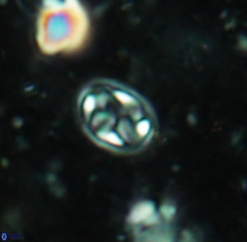 Aktasia irregularis 5686