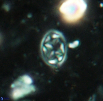 Aktasia irregularis 5688