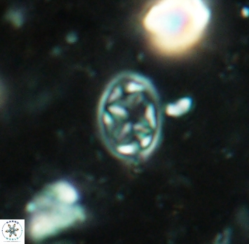 Aktasia irregularis 5688