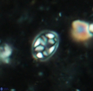 Aktasia irregularis 5690