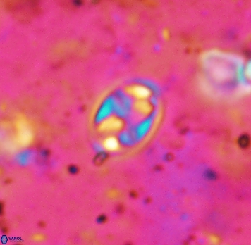 Aktasia irregularis 5691