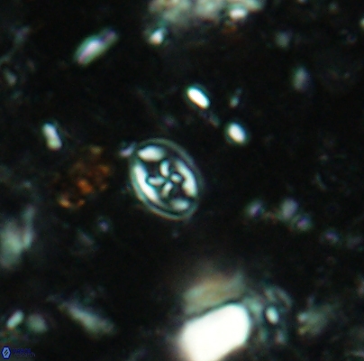 Aktasia leckiei 4489