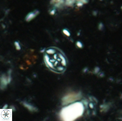 Aktasia leckiei 4489