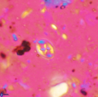 Aktasia leckiei 4490