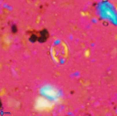 Aktasia leckiei 4491