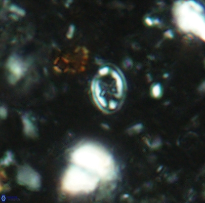 Aktasia leckiei 4492