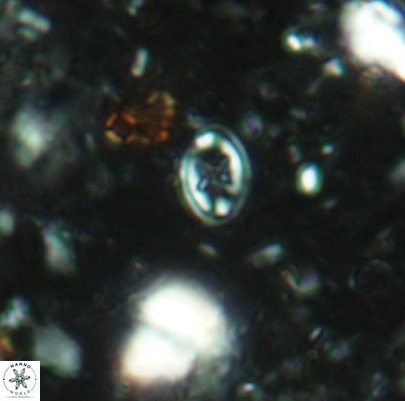 Aktasia leckiei 4492