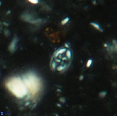 Aktasia leckiei 4493