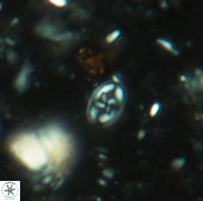 Aktasia leckiei 4493