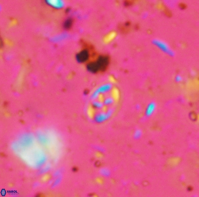 Aktasia leckiei 4494