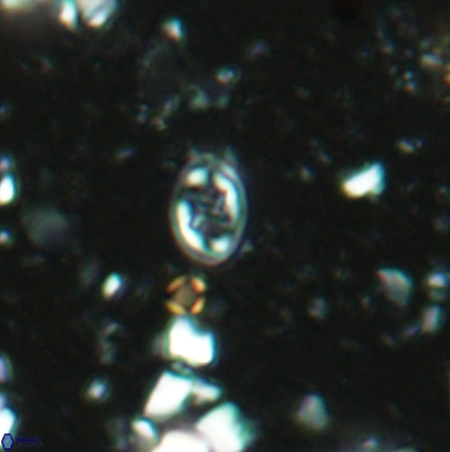 Aktasia leckiei 4540