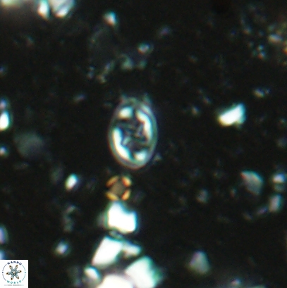Aktasia leckiei 4540