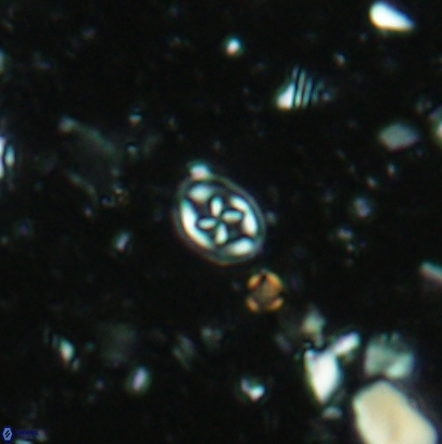 Aktasia leckiei 4537