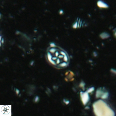 Aktasia leckiei 4537