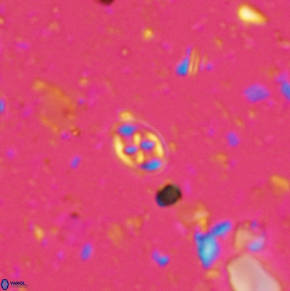 Aktasia leckiei 4538