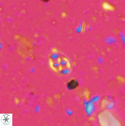 Aktasia leckiei 4538