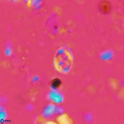 Aktasia leckiei 4539