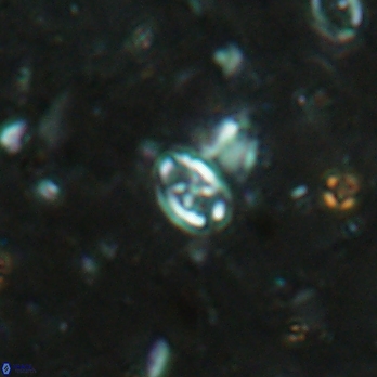 Aktasia leckiei 5780