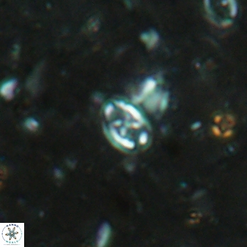 Aktasia leckiei 5780