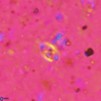 Aktasia leckiei 5781