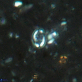 Aktasia leckiei 5782