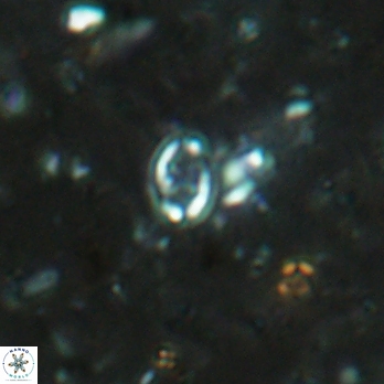 Aktasia leckiei 5782