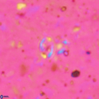 Aktasia leckiei 5783