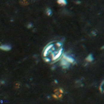 Aktasia leckiei 5784