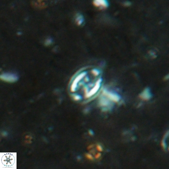 Aktasia leckiei 5784