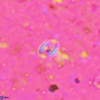 Aktasia leckiei 5785