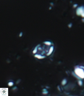 Aktasia leckiei 6