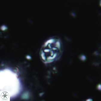Aktasia leckiei 792