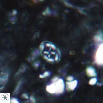 Aktasia leckiei 872