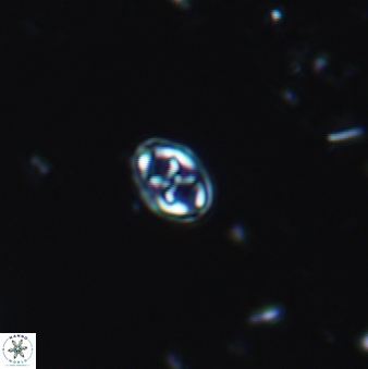 Aktasia leckiei 894