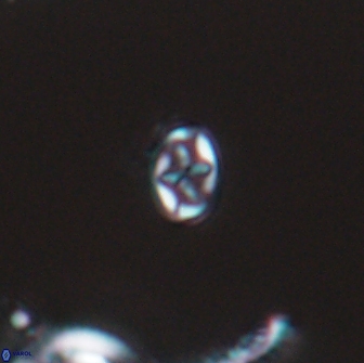 Aktasia leptosstavros 16437