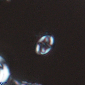 Aktasia leptosstavros 16439