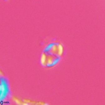 Aktasia leptosstavros 16440