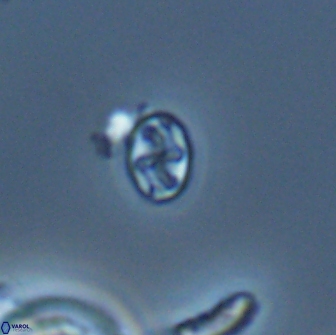 Aktasia leptosstavros 16442