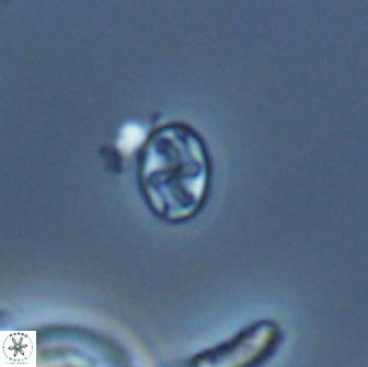 Aktasia leptosstavros 16442